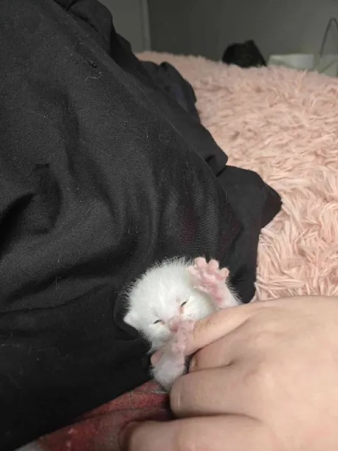 Котёнок в объятиях