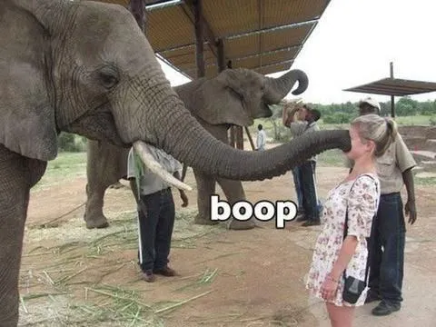 Elephant Trunk Boop
