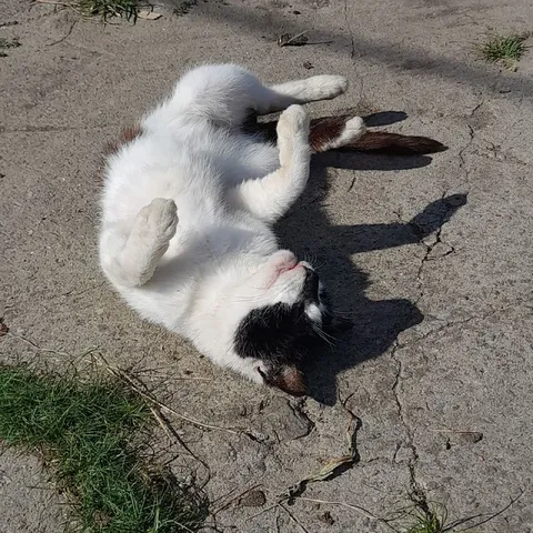Кот отдыхает на солнце
