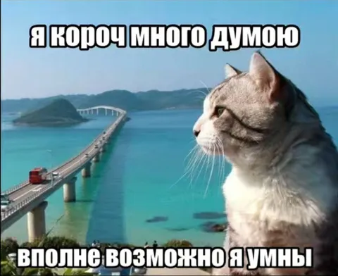 Кот много думает