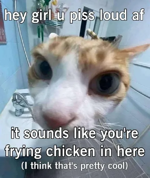 Cat Hears Loud Peeing