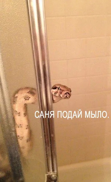Саня, подай мыло