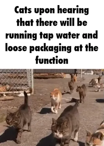 Cats Hear About Free Water