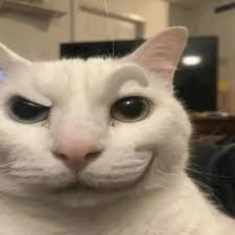 Довольный белый кот