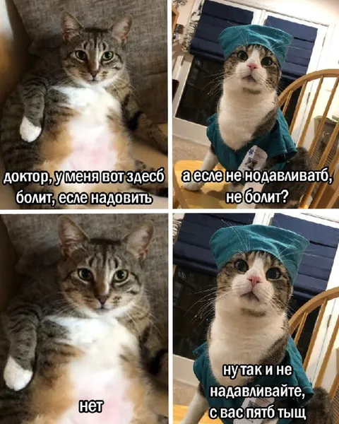 Кот у врача и пять тыщ