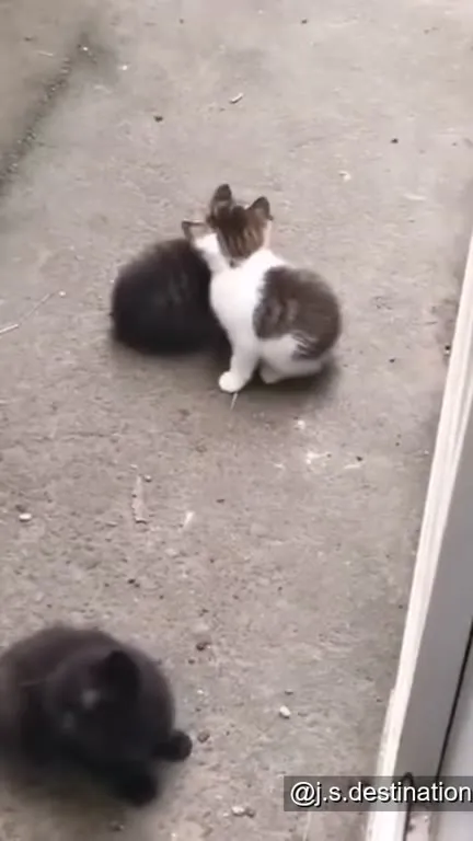 Котята танцуют под музыку