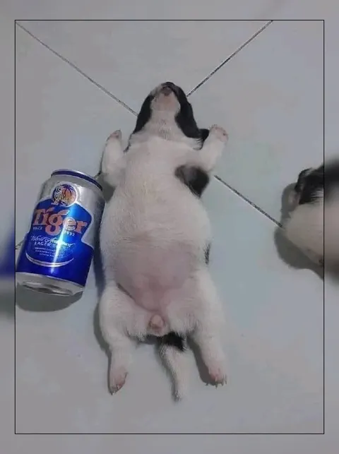 Котёнок после тяжёлого дня