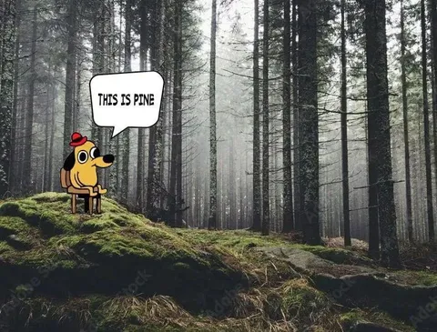 This Is Pine Forest