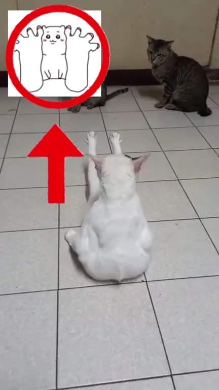 Кот тянется к любви