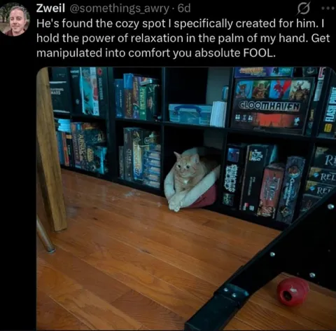 Cat Finds the Cozy Spot