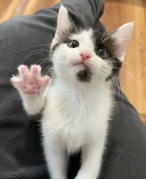 Котёнок тянет лапку