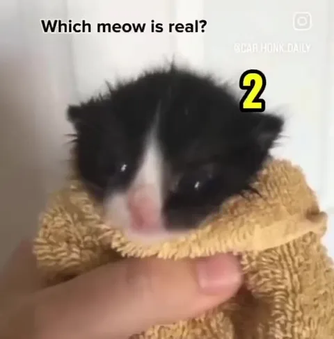 Which Meow Is Real?