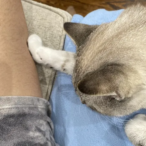Кот обнимает руку