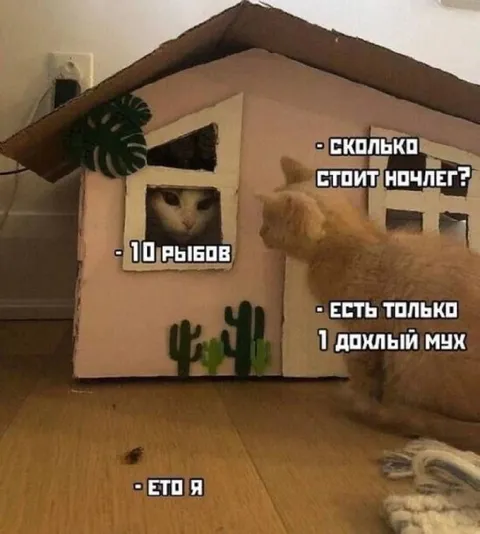 Кошачий отель за десять рыбков