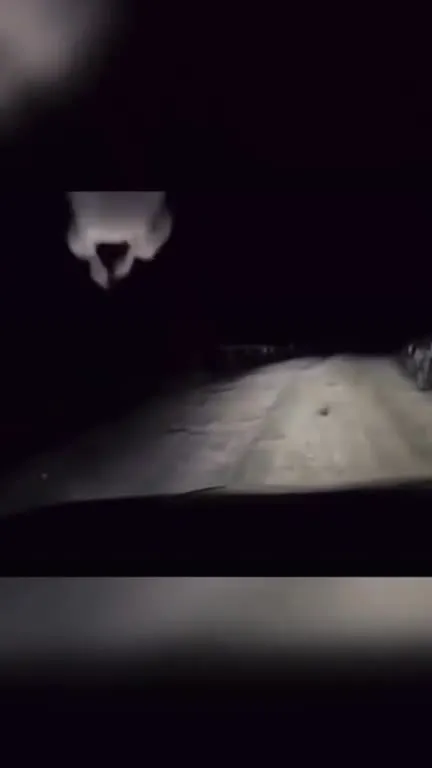 Кенгуру едет за рулём