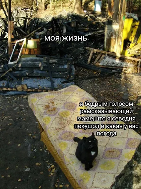 Кот рассказывает маме о жизни