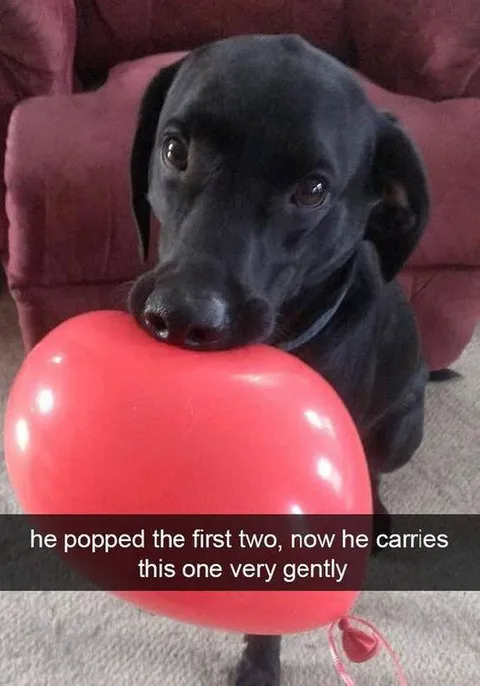 Dog Carries Balloon Gently