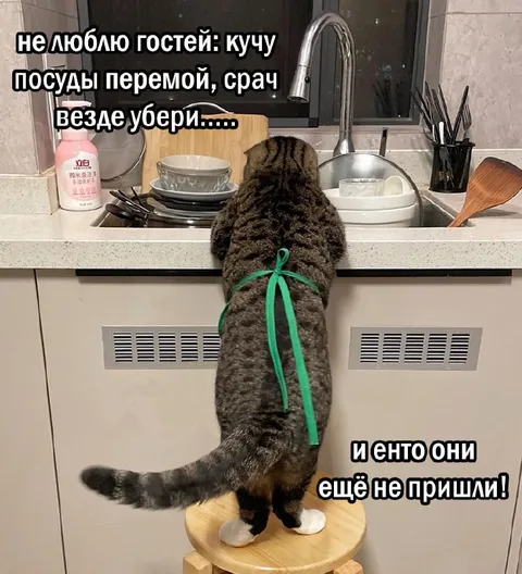 Кот моет посуду до прихода гостей
