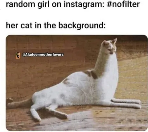 Instagram No Filter Cat