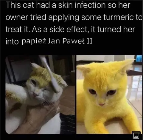 Turmeric Cat Becomes the Pope