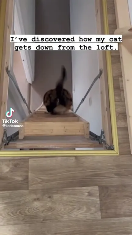 Cat Rides Down the Loft Ladder