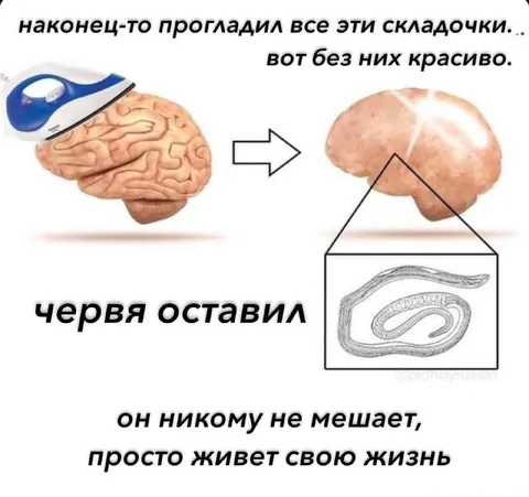 Прогладил все складочки мозга