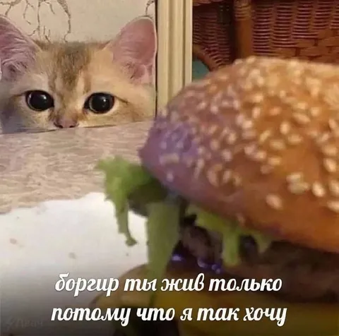Кот и живой борщир