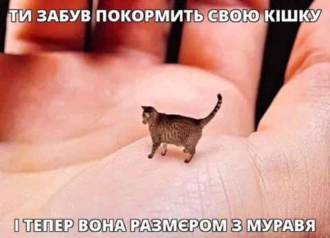 Кішка розміром з мурашку