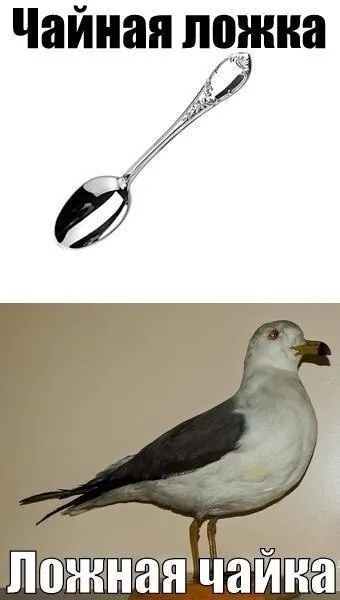 Ложная чайка