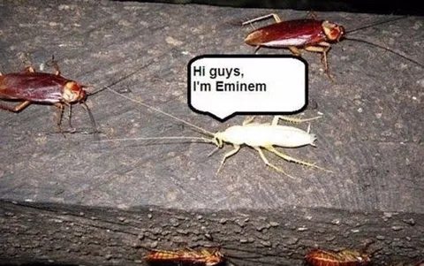White Cockroach Eminem Introduction