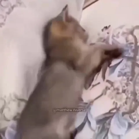 Кот отбивается от руки