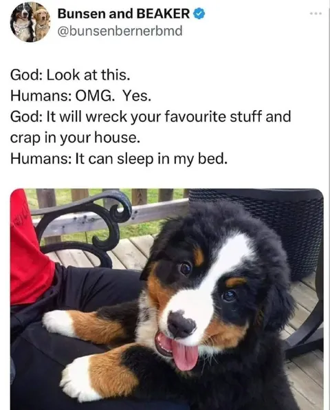 Cute Puppy Destroys Everything