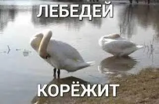 Лебедей корёжит