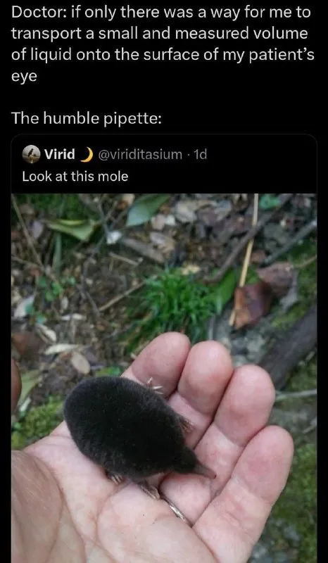 The Humble Pipette Mole