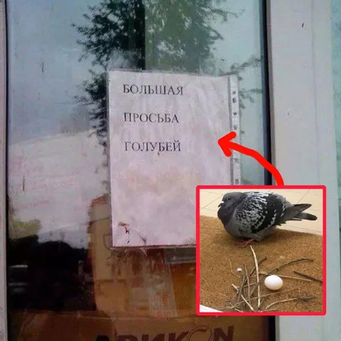 Большая просьба голубей