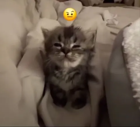 Недовольный котёнок под одеялом