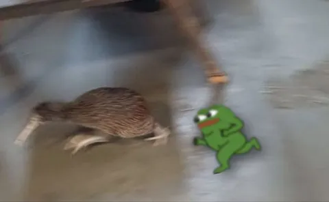 Пепе догоняет киви