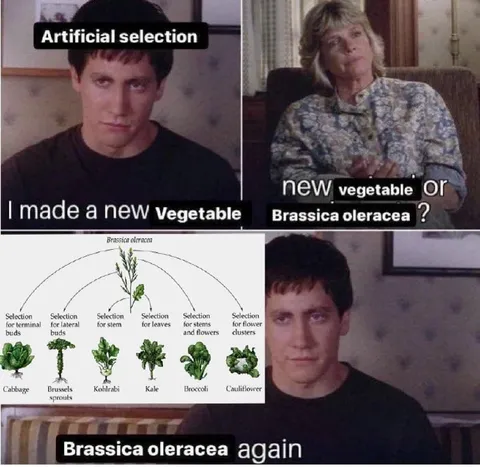 Artificial Selection Makes a Vegetable