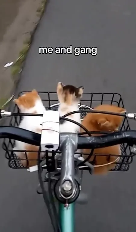 Me and the Gang on a Bike