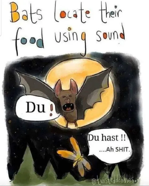 Bats Locate Food by Sound