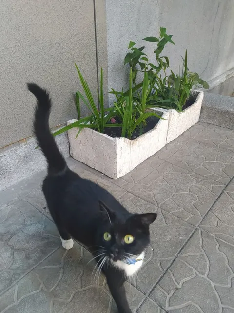 Кот с поднятым хвостом