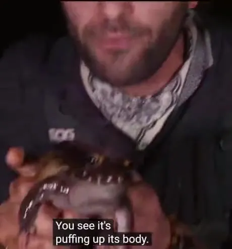 The Frog Is Already Captured