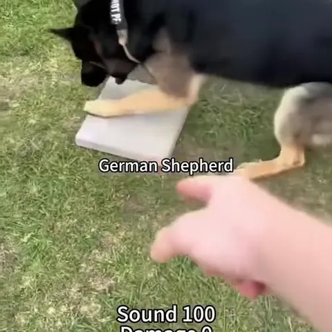 German Shepherd Sound 100