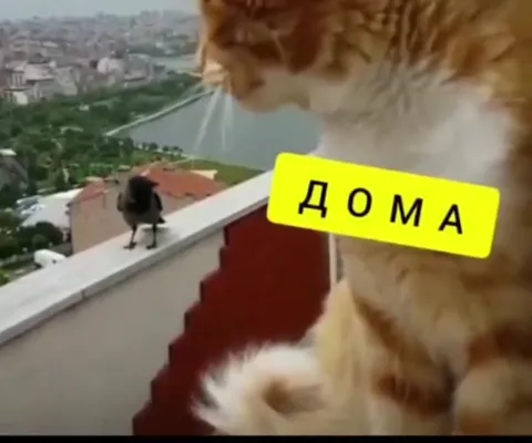 Кот и ворона на балконе