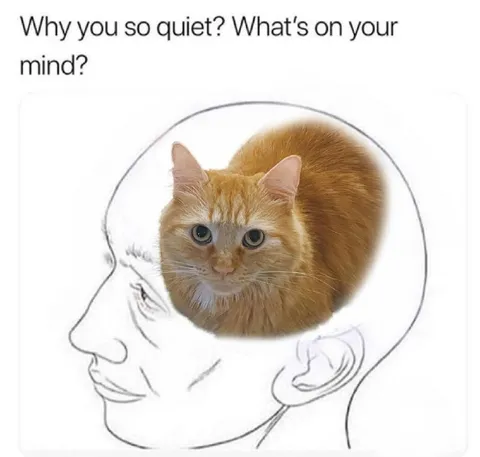 Cat on Your Mind
