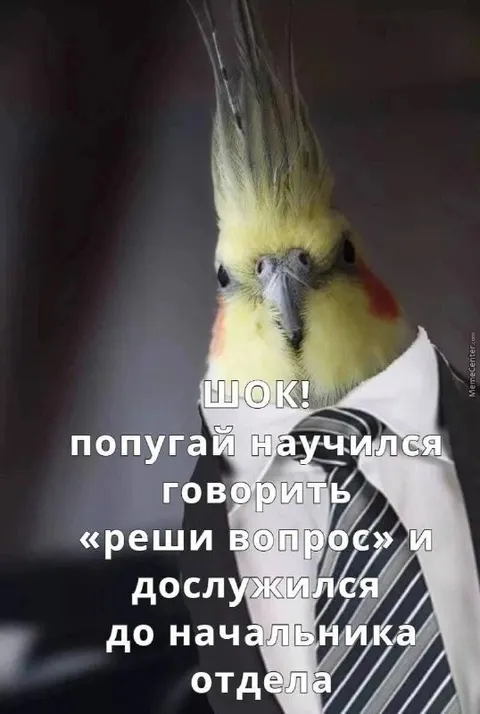 Попугай стал начальником отдела