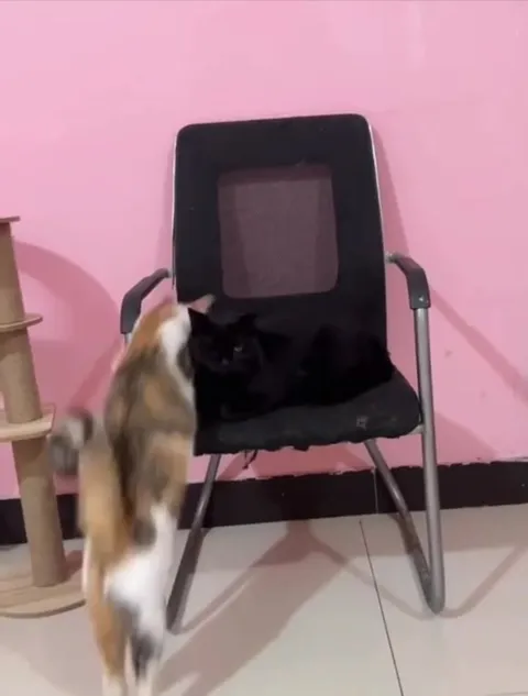 Кошка захватила стул