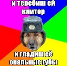 Собака в шапке и странный совет