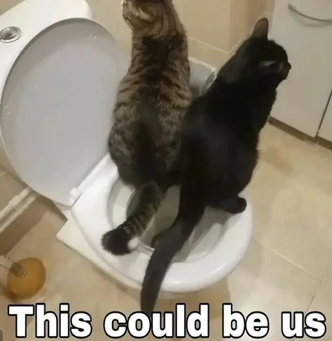 This Could Be Us Cats