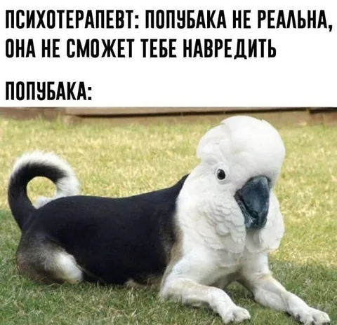 Попубака не реальна